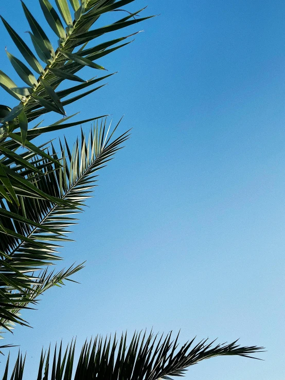 a large jetliner flying through a blue sky, an album cover, unsplash, hurufiyya, date palm trees, full frame image, ameera al-taweel, afternoon hangout