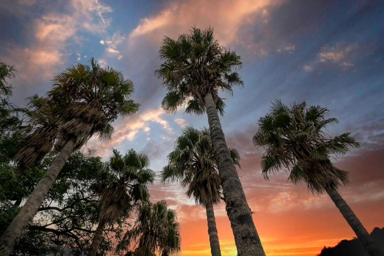 a group of palm trees with a sunset in the background, epic skies, multiple stories, conde nast traveler photo, fan favorite