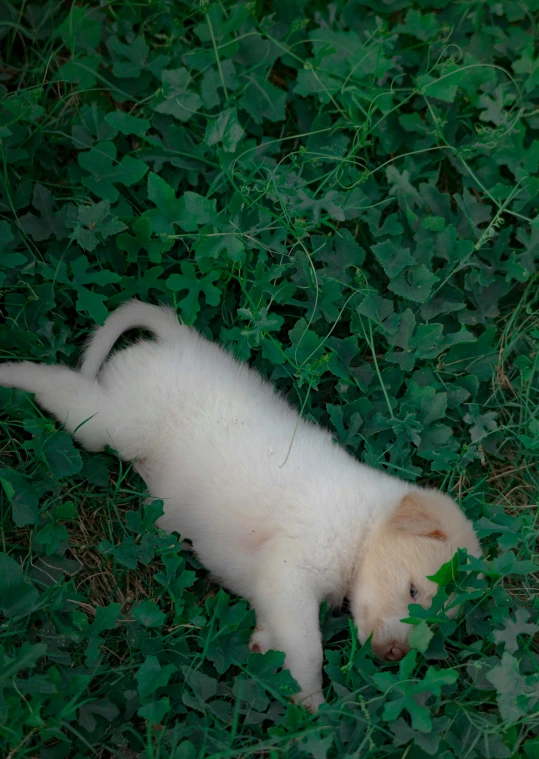 a small white dog laying on top of a lush green field, trending on reddit, happening, trap made of leaves, low quality photo, cinematic shot ar 9:16 -n 6 -g, gif