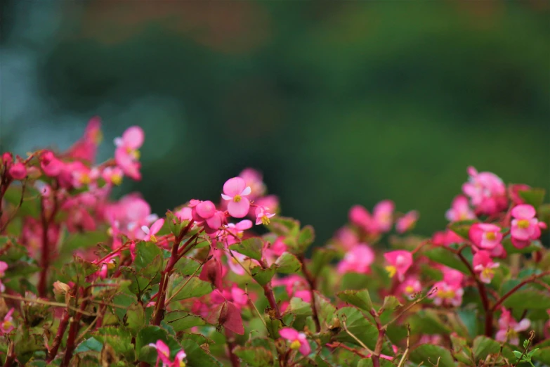 a group of pink flowers sitting on top of a lush green field, by Attila Meszlenyi, unsplash, crown of thorns, botanic garden, shady dull weather, small red roses