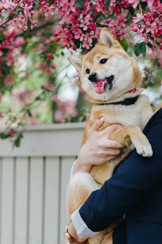 a woman holding a dog in her arms, inspired by Shiba Kōkan, unsplash, lush sakura, wedding, handsome, rectangle