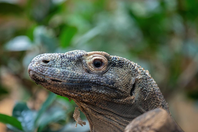 a close up of a lizard on a tree branch, by David Paton, pexels contest winner, sumatraism, big lizard head, grey, avatar image, close up shot a rugged