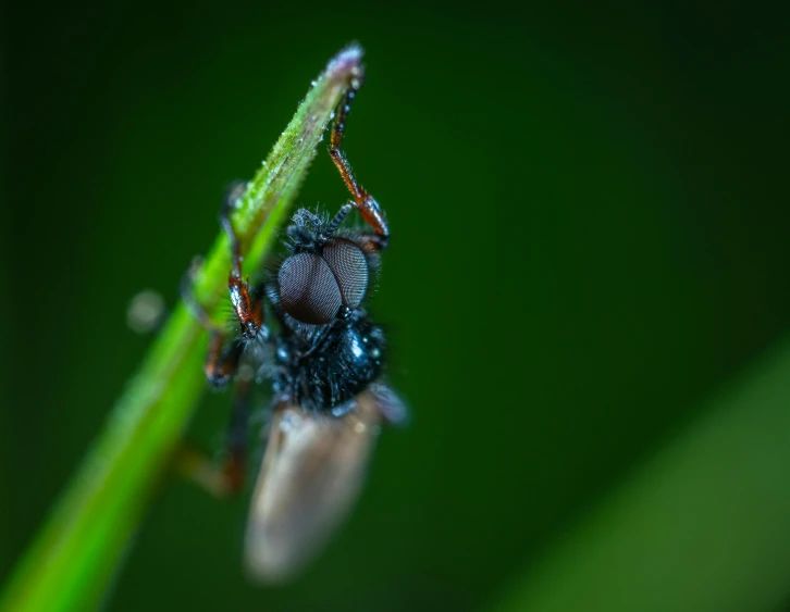 a bug sitting on top of a green plant, a macro photograph, pexels contest winner, hurufiyya, avatar image, fly, strong bokeh, high angle shot