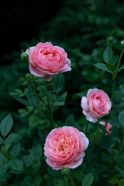 a group of pink roses sitting on top of a lush green field, paul barson, no cropping, dimly - lit, mint