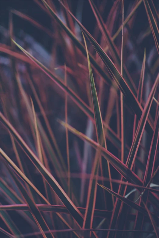 a fire hydrant sitting on top of a lush green field, by Adam Marczyński, unsplash, conceptual art, gradient dark purple, stylized grass texture, thin red veins, long spikes