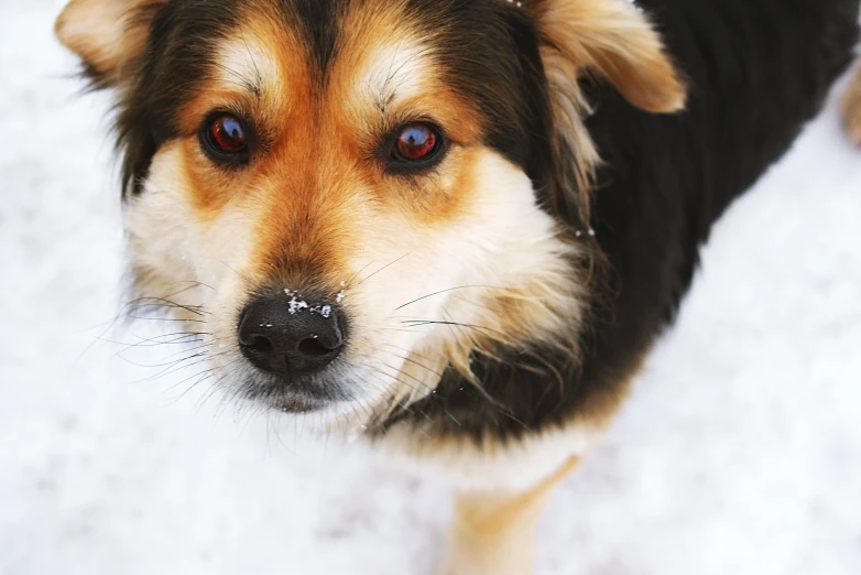 a brown and black dog standing in the snow, pexels contest winner, photorealism, beautiful eyes!, heterochromia, gif, aussie