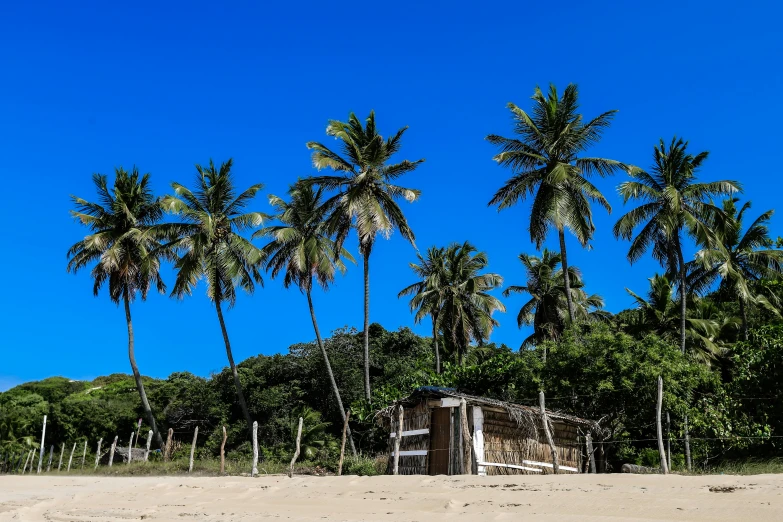 a hut on the beach with palm trees in the background, pexels contest winner, renaissance, brazilian, clear blue skies, avatar image, thumbnail
