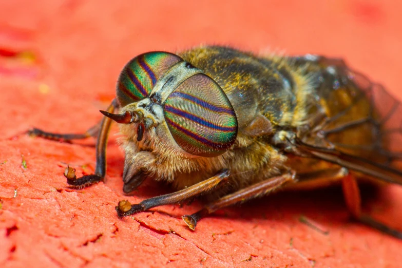 a close up of a fly on a red surface, by Jan Rustem, shutterstock, goggles on forehead, multicoloured, louisiana, a wooden