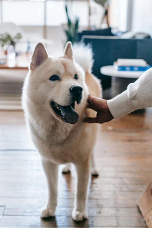 a close up of a person petting a dog, by Julia Pishtar, trending on unsplash, crisp clean shapes, asian male, snacks, samoyed dog