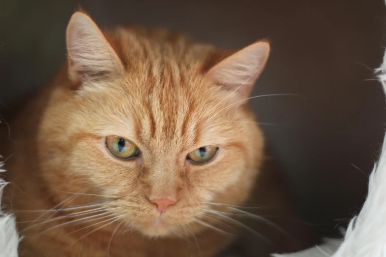 an orange cat sitting inside of a cardboard box, a portrait, unsplash, scowling, close up of face, a blond, ginger hair
