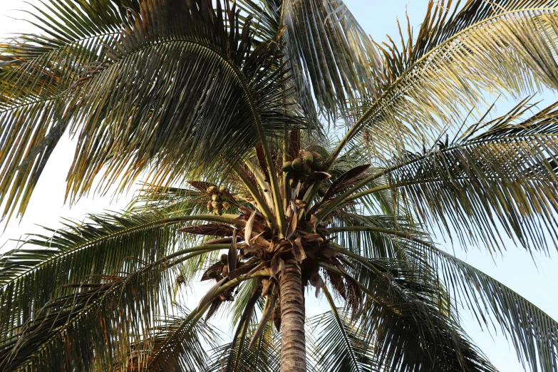 a close up of a palm tree with a blue sky in the background, profile image, nuttavut baiphowongse, coconuts, thumbnail