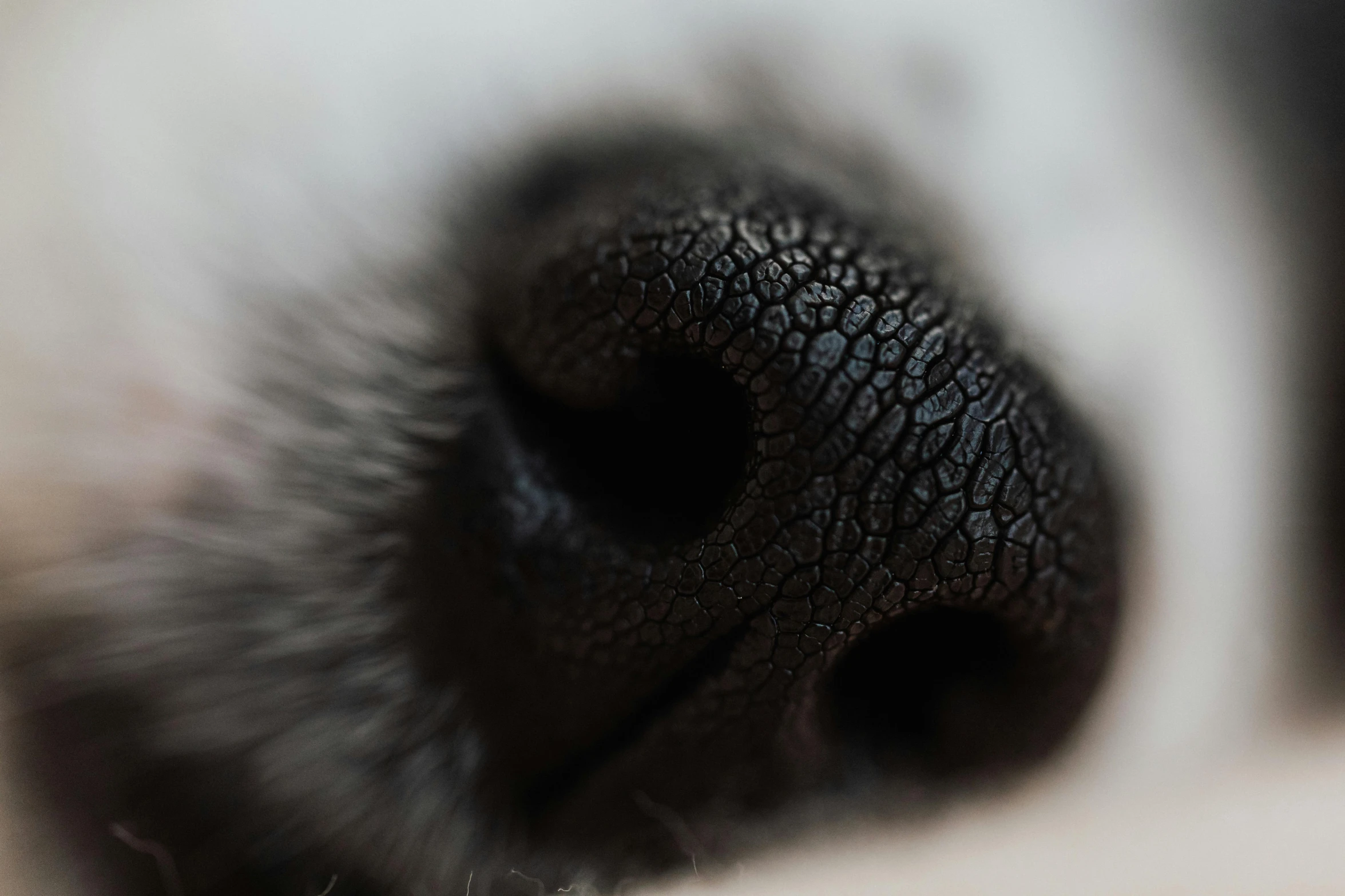 a close up of the nose of a dog, a macro photograph, by Daniel Lieske, pexels contest winner, detailed close foot shot, square nose, an intricate, 4 k pores