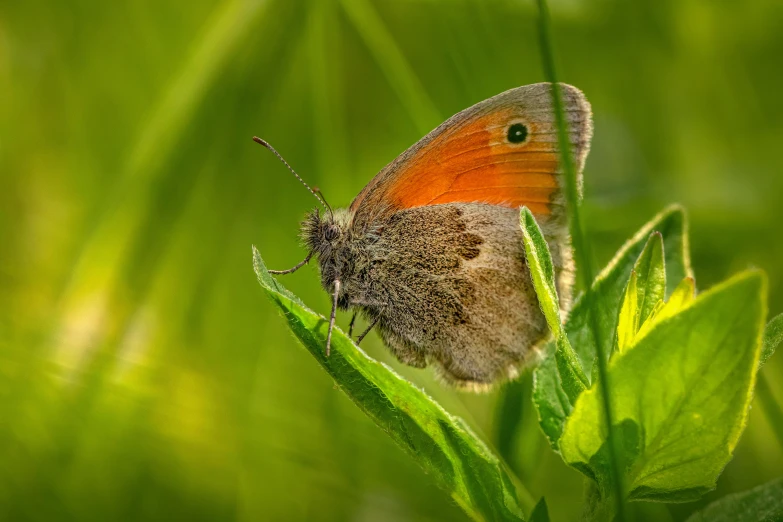 a small butterfly sitting on top of a green leaf, in a grass field, lpoty, gatekeeper, photograph