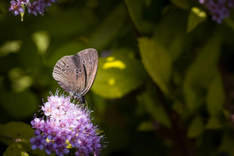 a butterfly sitting on top of a purple flower, muted brown, sparkling in the sunlight, 2022 photograph, small