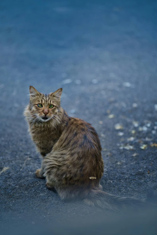 a cat sitting in the middle of the road, by Jan Tengnagel, caucasian, mixed animal, iceland, close - up photograph