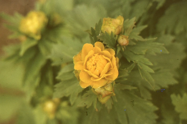 a close up of a yellow flower with green leaves, a colorized photo, by Attila Meszlenyi, romanticism, 3 5 mm slide, victoriana, 1981 photograph, yellow mist