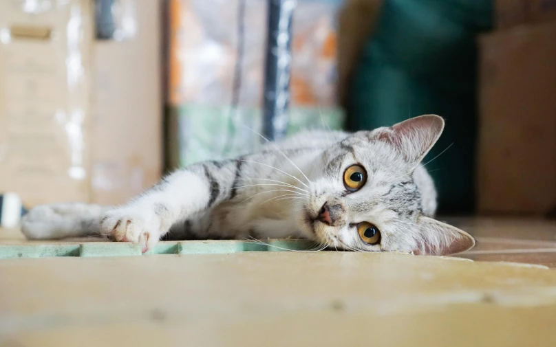 a gray and white cat laying on the floor, by Julia Pishtar, pexels contest winner, on a table, emerald yellow eyes, a wooden, playful