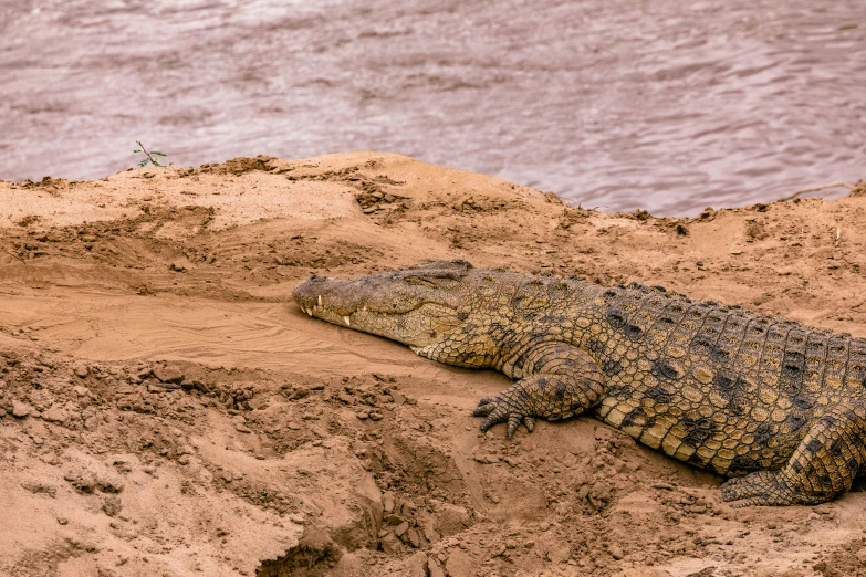 a large crocodile laying on top of a sandy beach, by Peter Churcher, pexels contest winner, hurufiyya, rocky ground with a dirt path, panels, on a riverbank, brown
