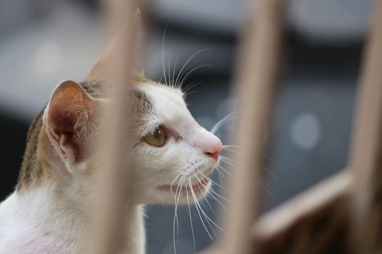 a close up of a cat in a cage, unsplash, fan favorite, albino, getty images, street life