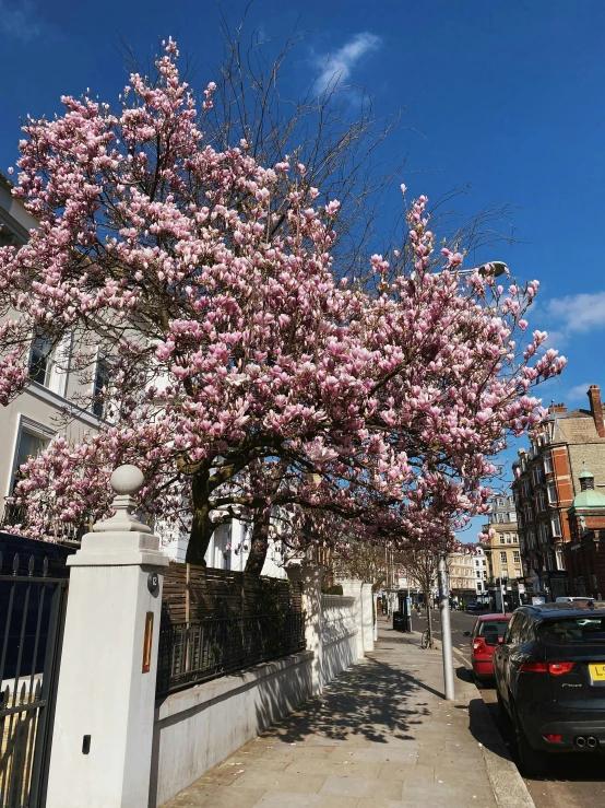 a tree that is in the middle of a street, a photo, by Rachel Reckitt, art nouveau, magnolias, # nofilter, 🚿🗝📝, cherry