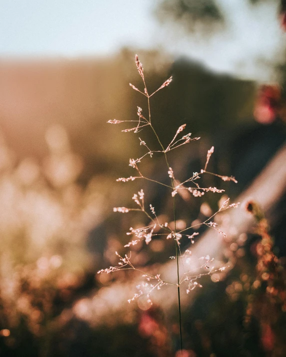 a close up of a plant with water droplets on it, by Anna Boch, unsplash contest winner, pale pink grass, golden hour firefly wisps, hazy light rays, brown flowers