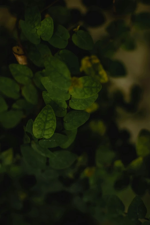 a close up of a plant with green leaves, unsplash, happening, dimly lit, with soft bushes, a high angle shot, green: 0.5