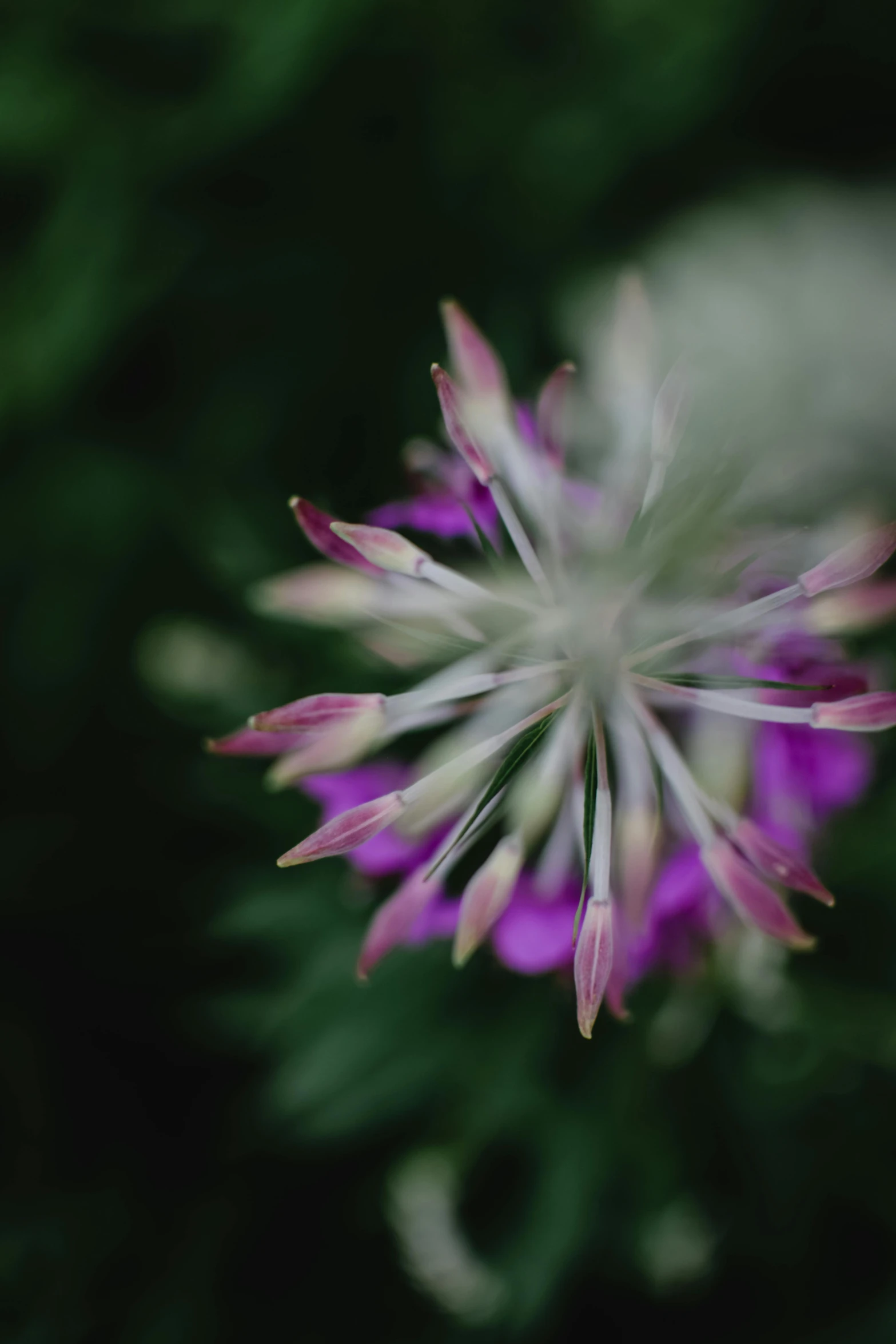 a close up of a purple and white flower, a macro photograph, unsplash, pink white and green, spiky, alessio albi, bokeh”