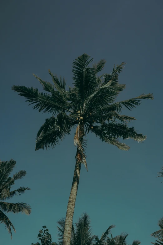 a man riding a surfboard up the side of a palm tree, by Adam Marczyński, cloudless sky, bali, unsplash 4k, multiple stories