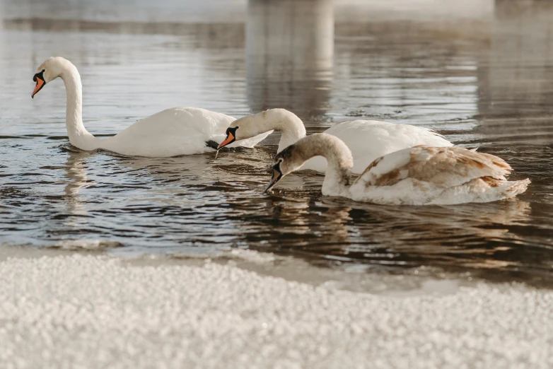 a group of swans swimming in a body of water, by Emma Andijewska, pexels contest winner, romanticism, spring winter nature melted snow, eating, 2022 photograph, light toned