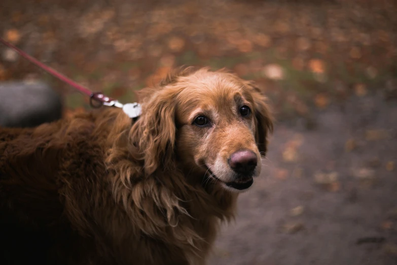 a close up of a dog on a leash, by Emma Andijewska, pexels contest winner, furry brown body, looking old, at the park, overcast mood