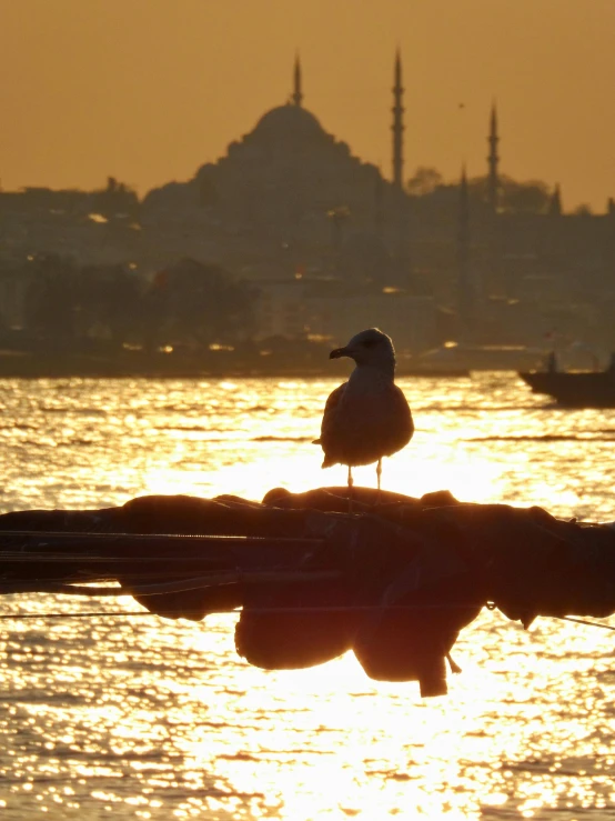 a bird is standing on a rock in the water, pexels contest winner, hurufiyya, sun and shadow over a city, ottoman sultan, sassy pose, harbour in background