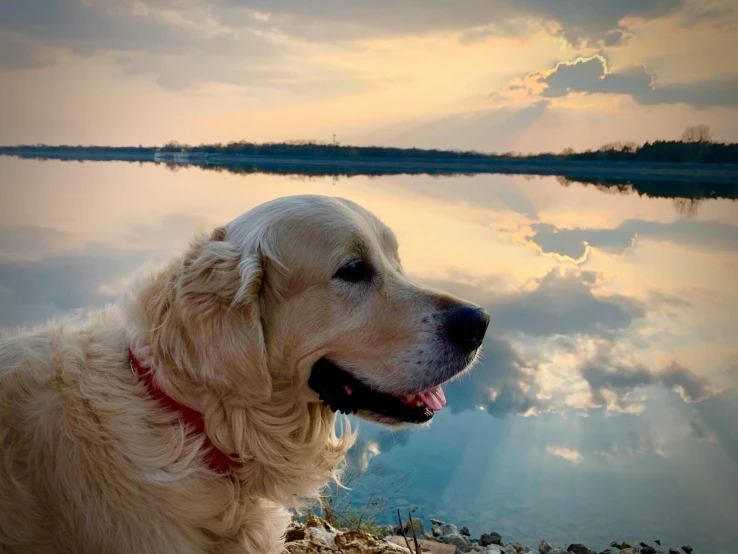 a close up of a dog near a body of water, a picture, at the sunset