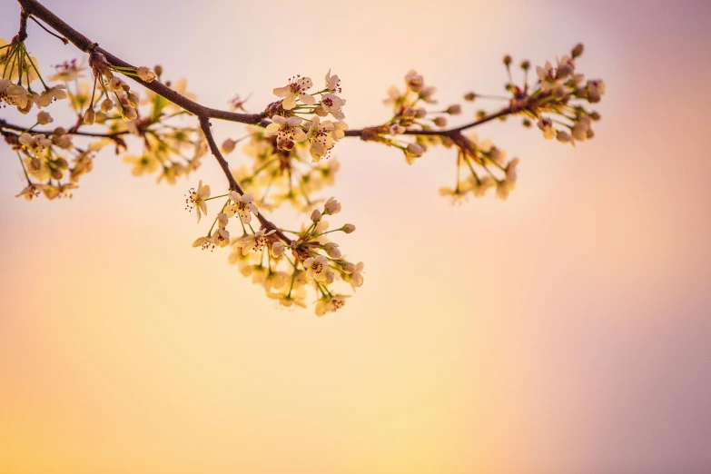 a close up of a tree branch with flowers, by Niko Henrichon, unsplash, in a golden sunset sky, medium format. soft light, soft light - n 9, sakura bloomimg