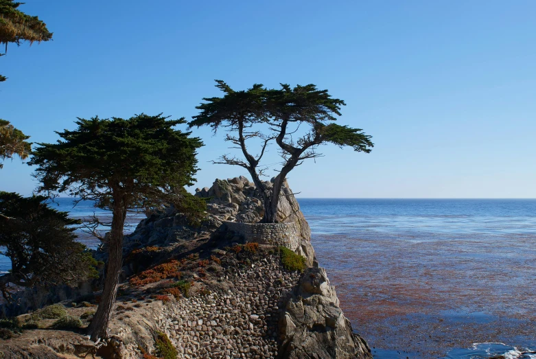 a lone tree sitting on top of a rock next to the ocean, cypress trees, slide show, profile image