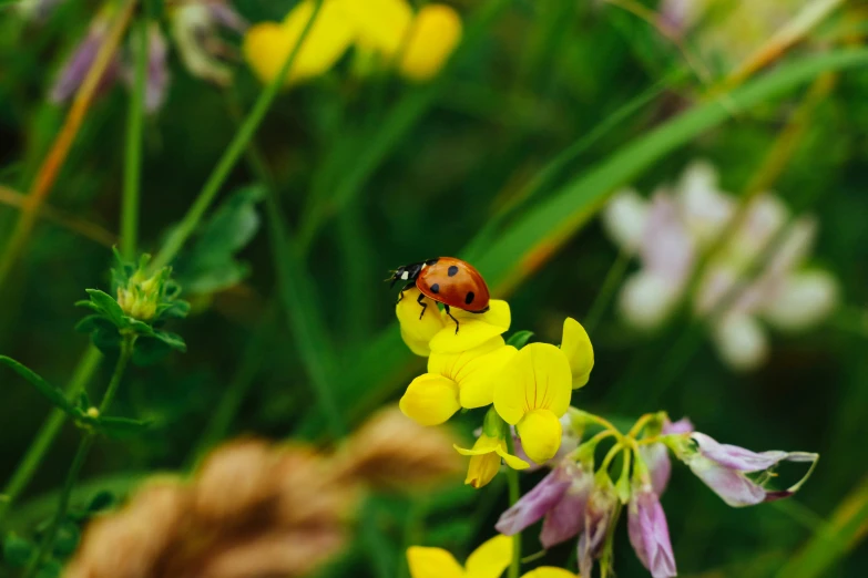 a ladybug sitting on top of a yellow flower, by Adam Marczyński, pexels contest winner, 🦩🪐🐞👩🏻🦳, colorful wildflowers, clover, scarlet and yellow scheme