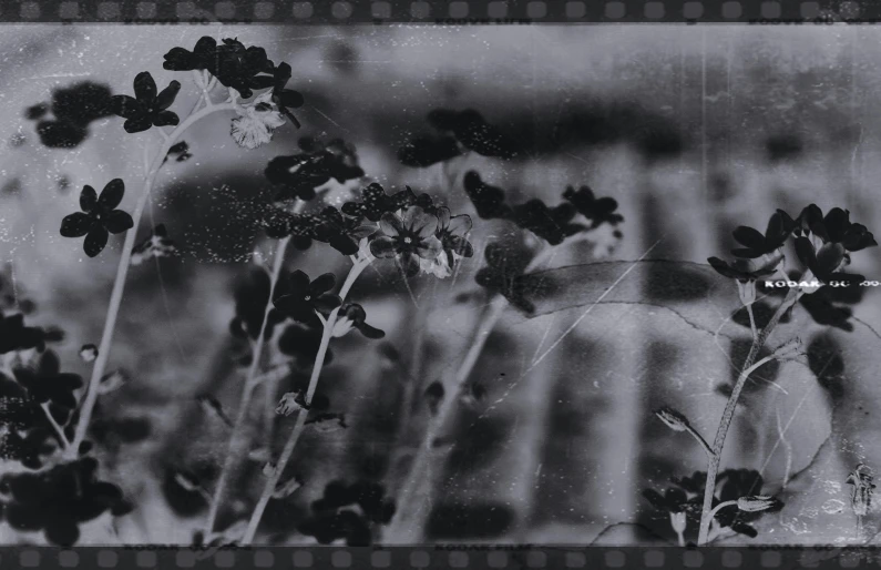 a black and white photo of a bunch of flowers, inspired by Katia Chausheva, super 8mm, butterflies in the foreground, old film overlay, filmatic