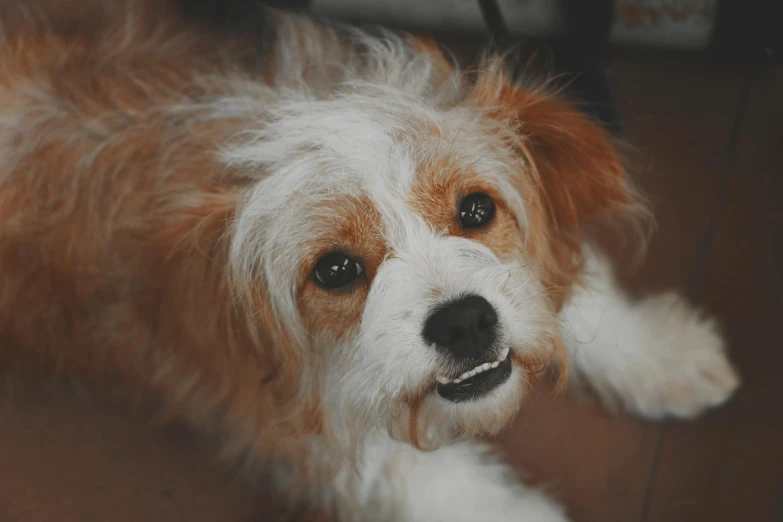 a brown and white dog laying on top of a wooden floor, a stipple, pexels contest winner, small smile, gif, bedhead, video