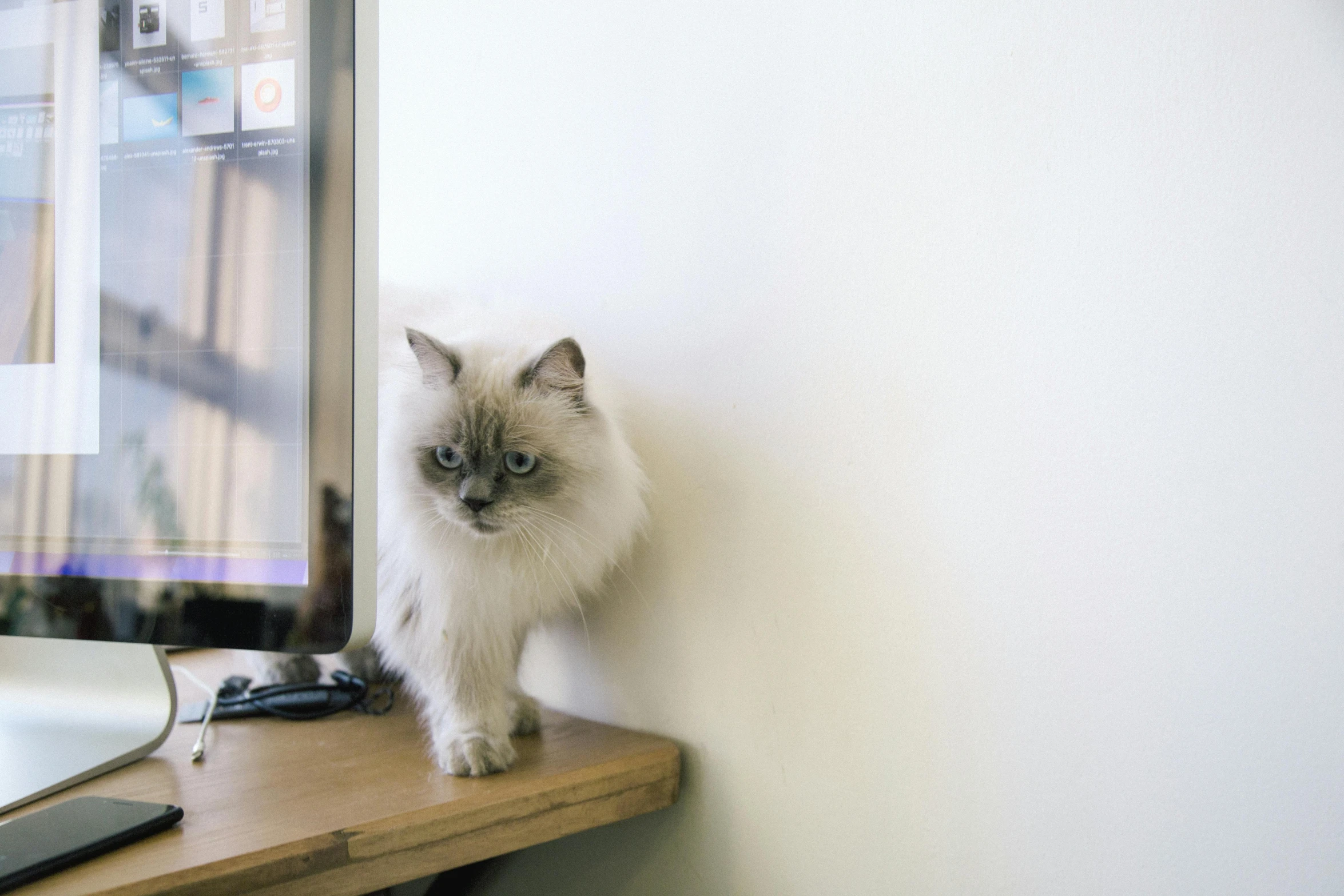 a cat sitting on a desk in front of a computer, white haired, sitting in a waiting room, jen atkin, high quality picture