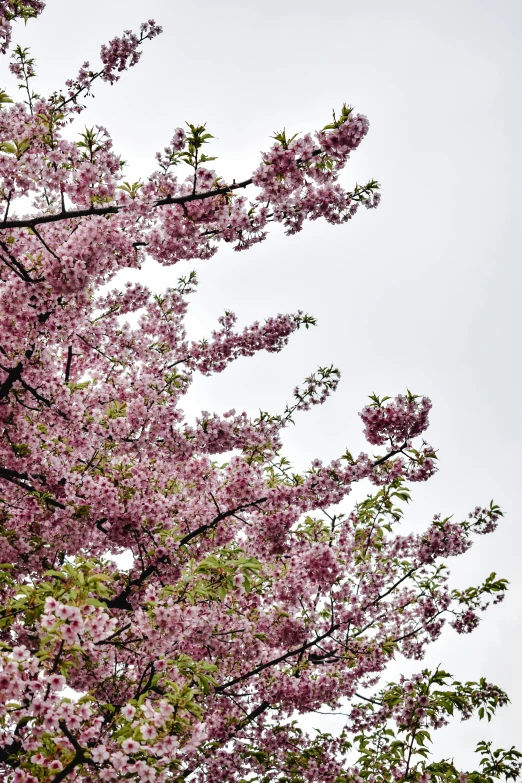a clock that is on the side of a building, inspired by Miyagawa Chōshun, trending on unsplash, romanticism, lush sakura trees, 2 5 6 x 2 5 6 pixels, view from below, cherry explosion