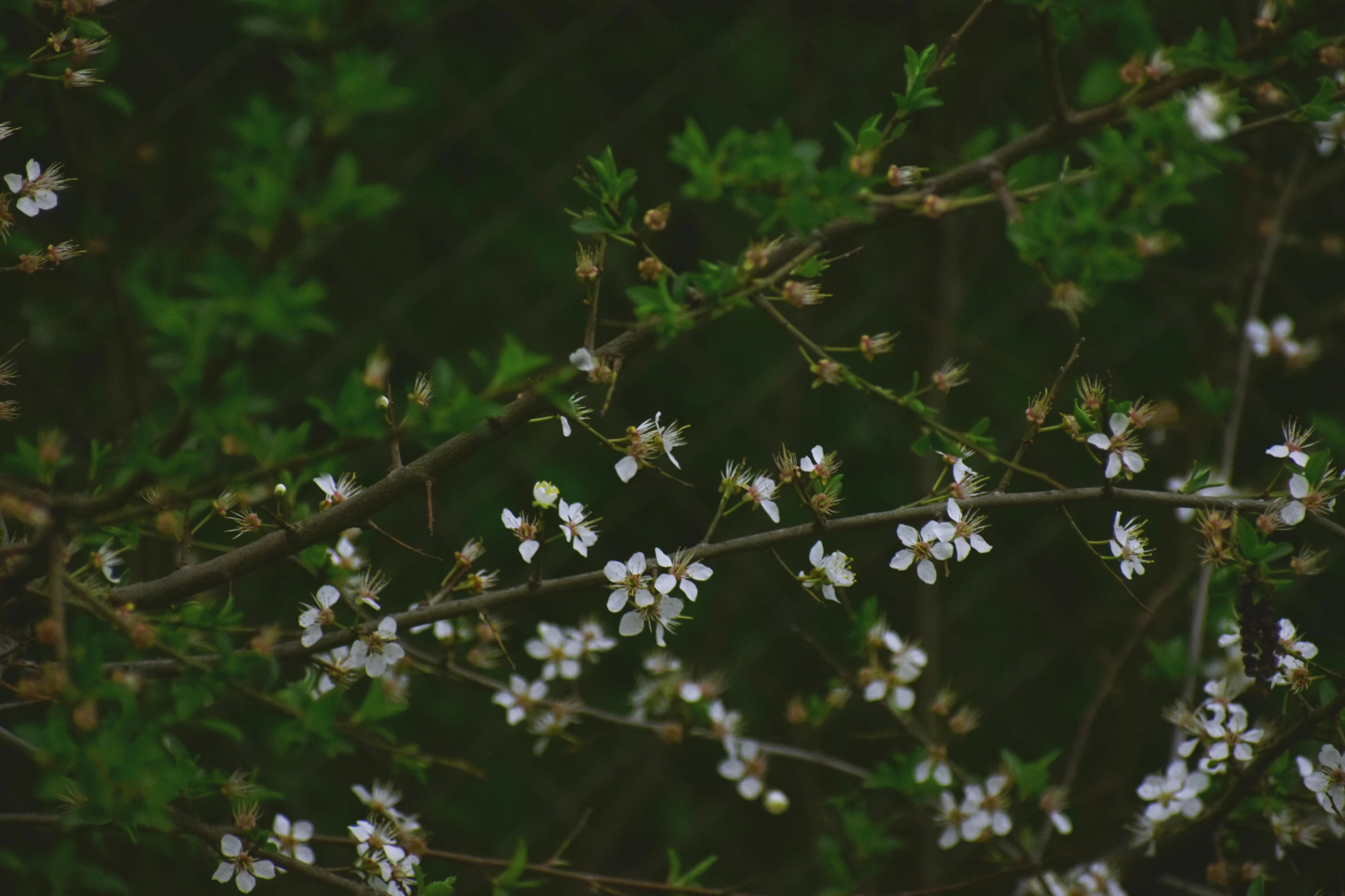 a bunch of white flowers sitting on top of a tree, inspired by Elsa Bleda, trending on unsplash, lo fi, green spaces, unsplash 4k, scattered