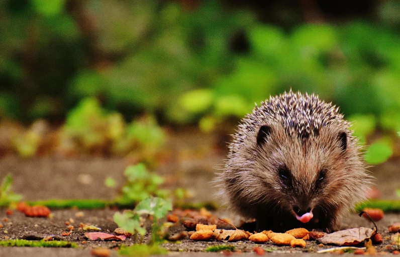 a small hedge sitting on top of a dirt ground, by Julia Pishtar, pexels contest winner, sonic hedgehog, eating outside, 3 woodland critters, spiky