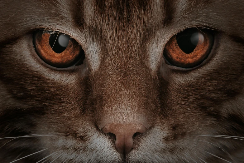 a close up of a cat with orange eyes, an album cover, by Adam Marczyński, trending on pexels, photorealism, highly detailed textured 8k, cinematic highly detailed, ultra realistic cinematic, cgsociety uhd 4k highly detailed