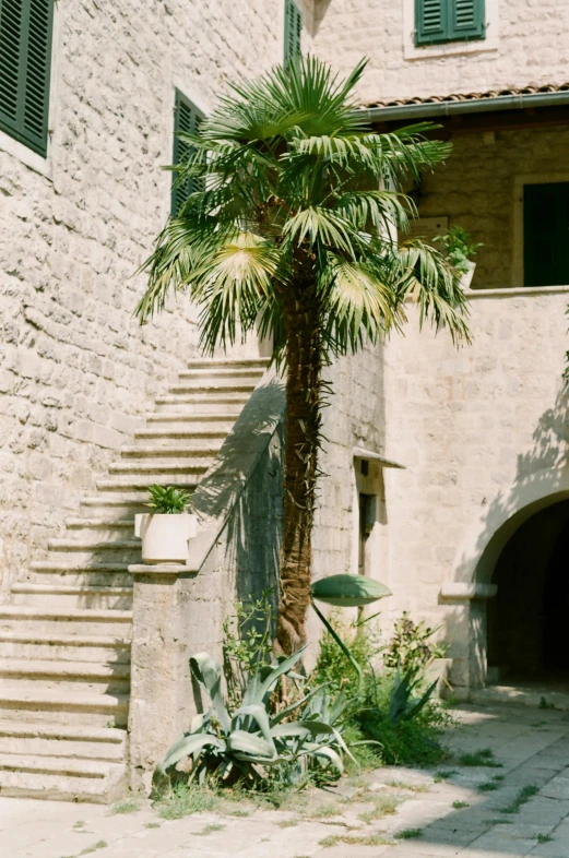 a palm tree in front of a stone building, romanesque, stairways, limestone, in 1 9 9 5, plants and patio