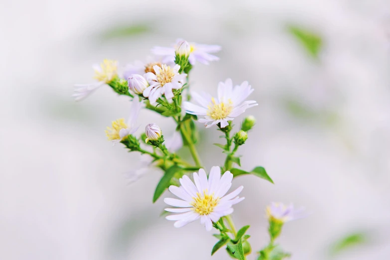 a close up of a bunch of white flowers, a macro photograph, by Carey Morris, trending on unsplash, light purple mist, ari aster, tiny insects, ilustration