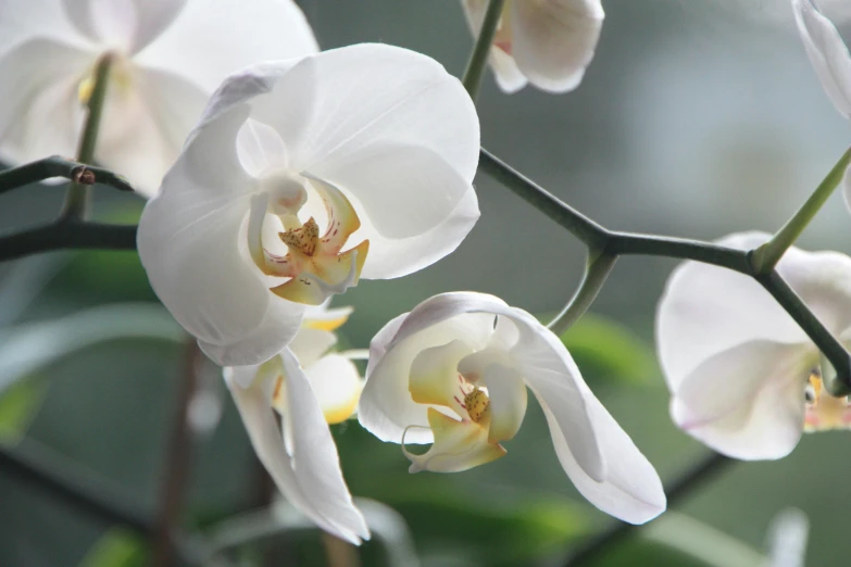 a close up of a plant with white flowers, moth orchids, highly polished, subtle detailing, photograph