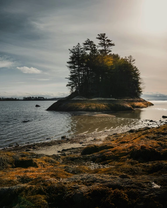 a small island in the middle of a body of water, by Jessie Algie, unsplash, pacific northwest coast, beach trees in the background, high-quality photo, golden hues