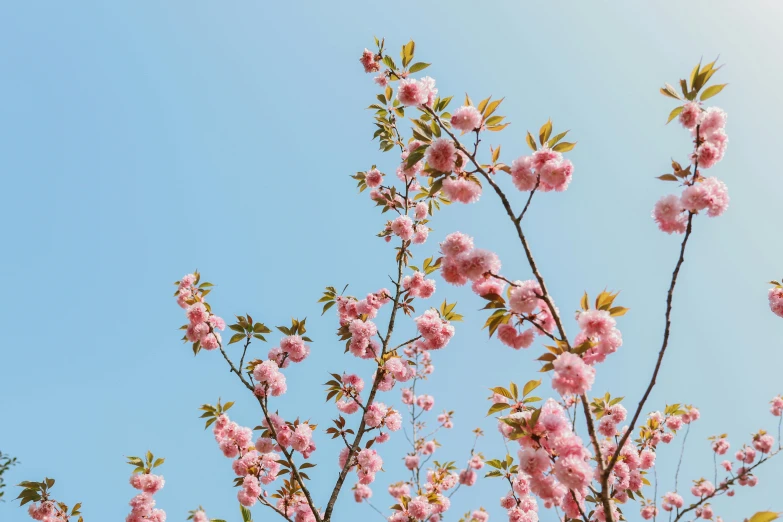 a tree with pink flowers against a blue sky, by Carey Morris, trending on unsplash, japanese flower arrangements, with fruit trees, rinko kawauchi, with japanese inspiration