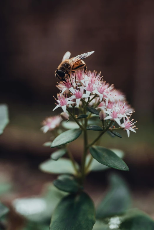 a bee sitting on top of a pink flower, by Jesper Knudsen, pexels contest winner, hurufiyya, with soft bushes, [ cinematic, brown, white