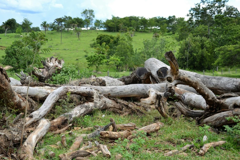 a pile of logs sitting on top of a lush green field, múseca illil, profile image