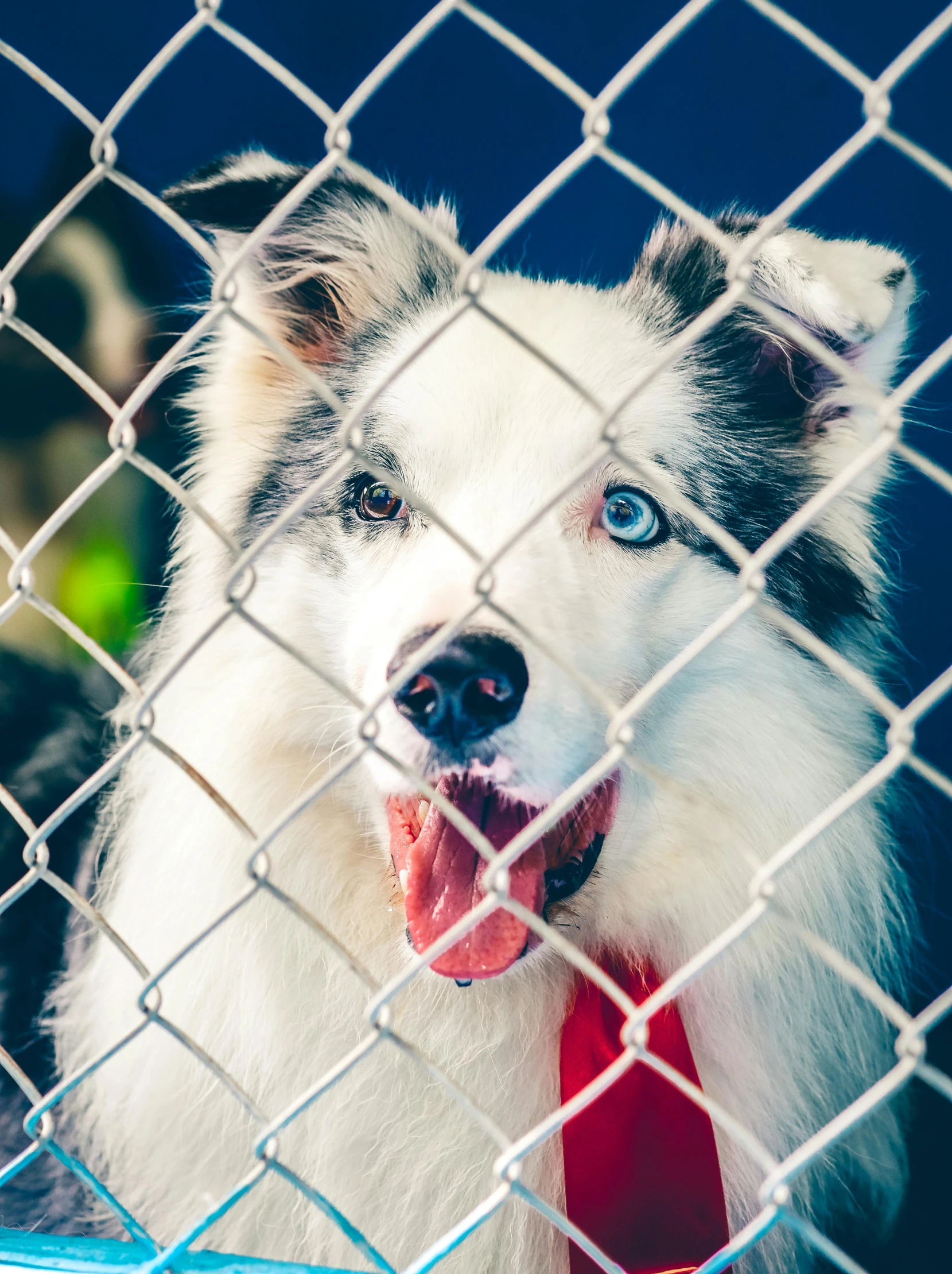 a close up of a dog behind a chain link fence, pexels contest winner, with blue fur and blue eyes, an ai generated image, adoptable, tourist photo